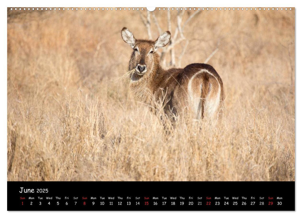 Wildlife Habitat Kruger National Park (CALVENDO Premium-Calendar 2025)