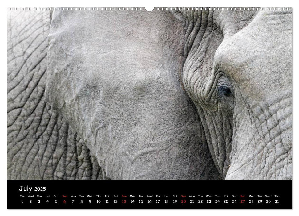 Wildlife Habitat Kruger National Park (CALVENDO Premium-Calendar 2025)