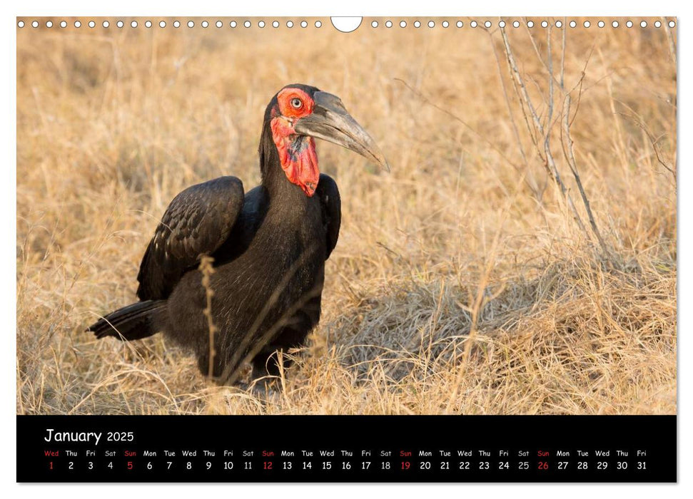 Wildlife Habitat Kruger National Park (CALVENDO Monthly Calendar 2025)