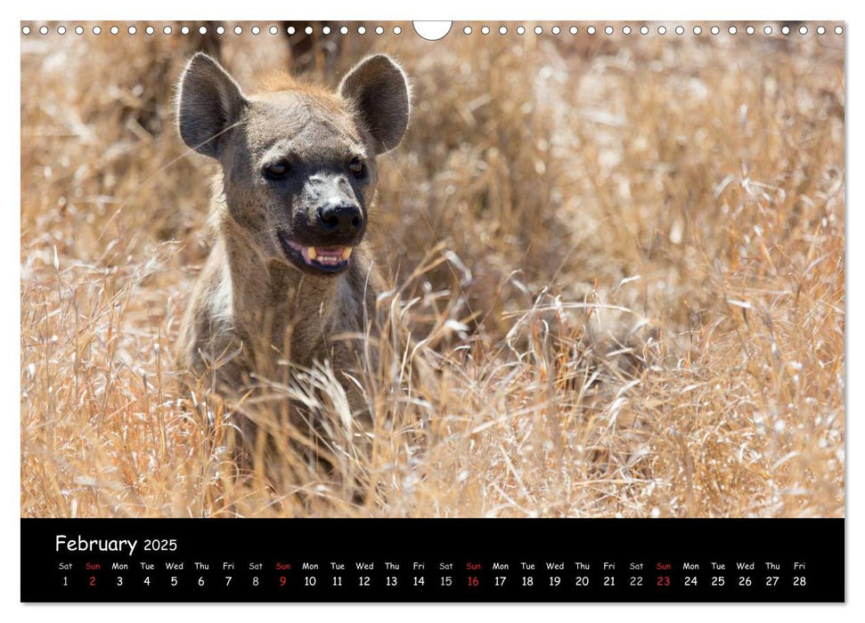 Wildlife Habitat Kruger National Park (CALVENDO Monthly Calendar 2025)