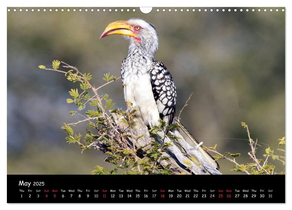 Wildlife Habitat Kruger National Park (CALVENDO Monthly Calendar 2025)