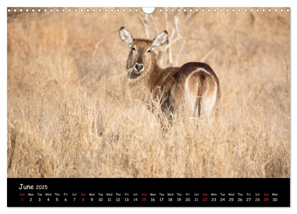 Wildlife Habitat Kruger National Park (CALVENDO Monthly Calendar 2025)