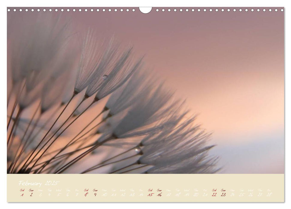 Inconspicuous Beauty - Dandelion (CALVENDO Monthly Calendar 2025)