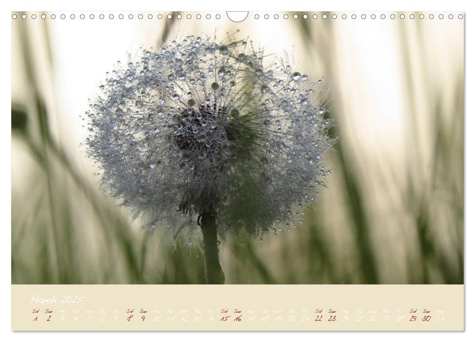 Inconspicuous Beauty - Dandelion (CALVENDO Monthly Calendar 2025)