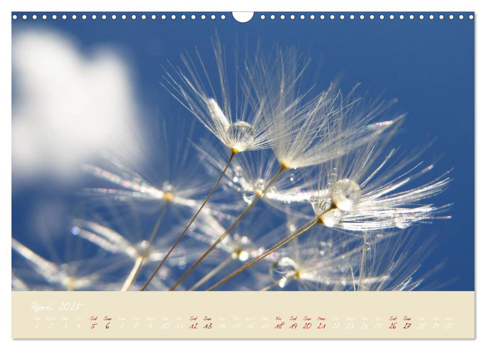 Inconspicuous Beauty - Dandelion (CALVENDO Monthly Calendar 2025)