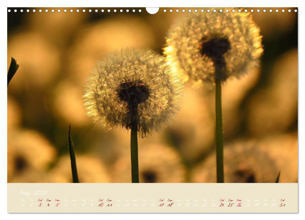 Inconspicuous Beauty - Dandelion (CALVENDO Monthly Calendar 2025)