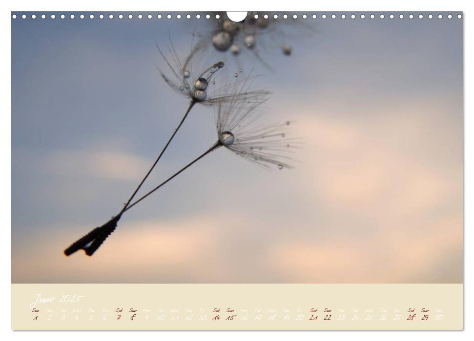 Inconspicuous Beauty - Dandelion (CALVENDO Monthly Calendar 2025)