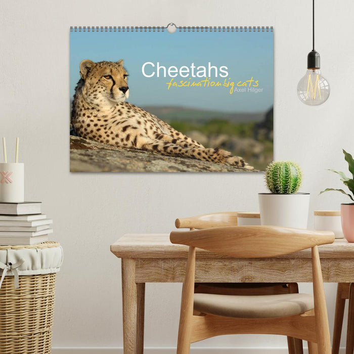 Cheetahs fascinating big cats (CALVENDO Monthly Calendar 2025)