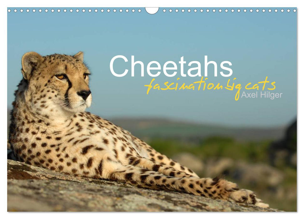 Cheetahs fascinating big cats (CALVENDO Monthly Calendar 2025)