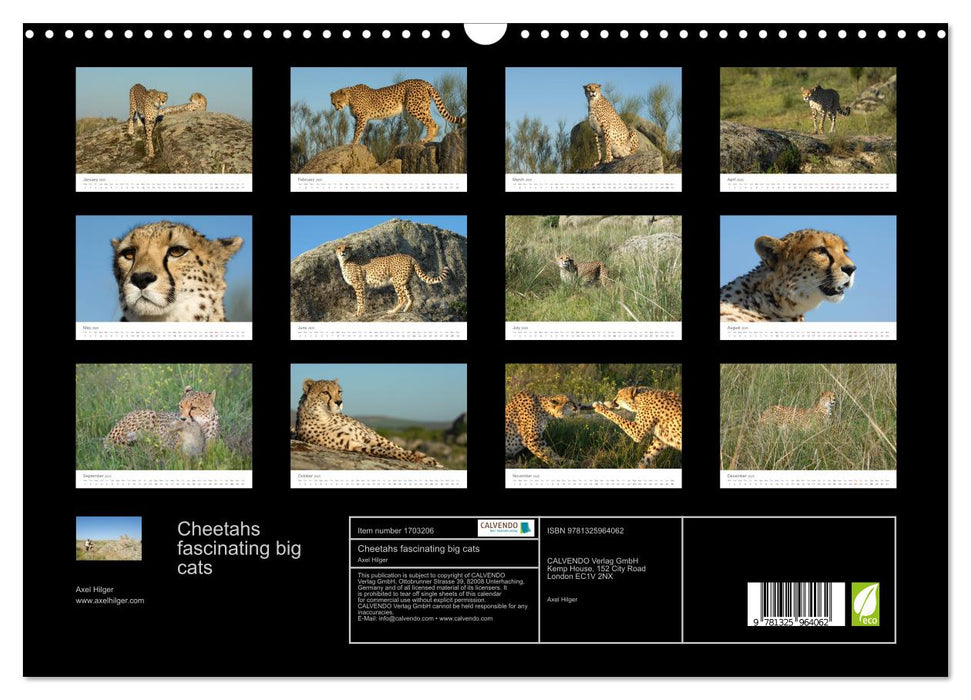 Cheetahs fascinating big cats (CALVENDO Monthly Calendar 2025)