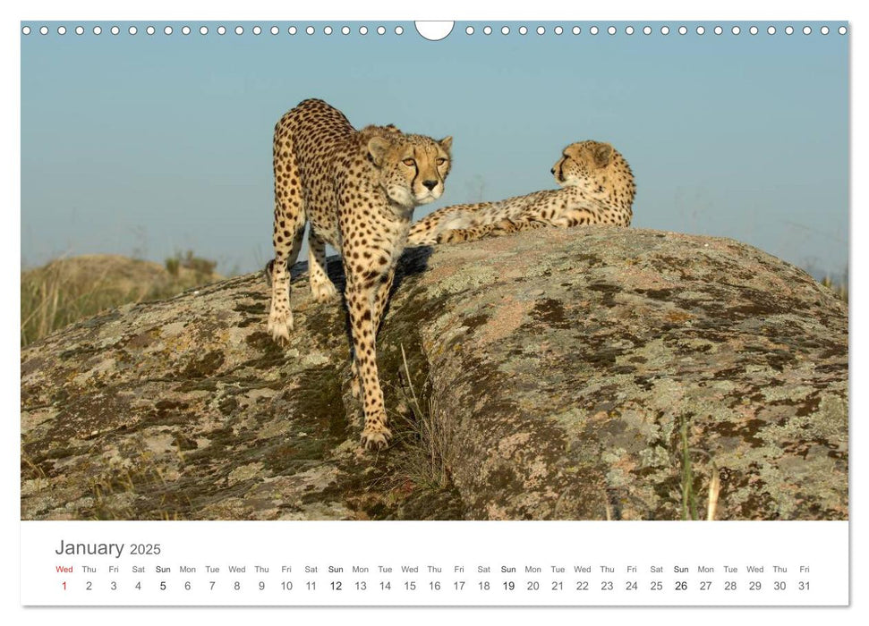 Cheetahs fascinating big cats (CALVENDO Monthly Calendar 2025)