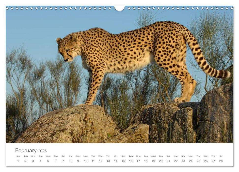 Cheetahs fascinating big cats (CALVENDO Monthly Calendar 2025)