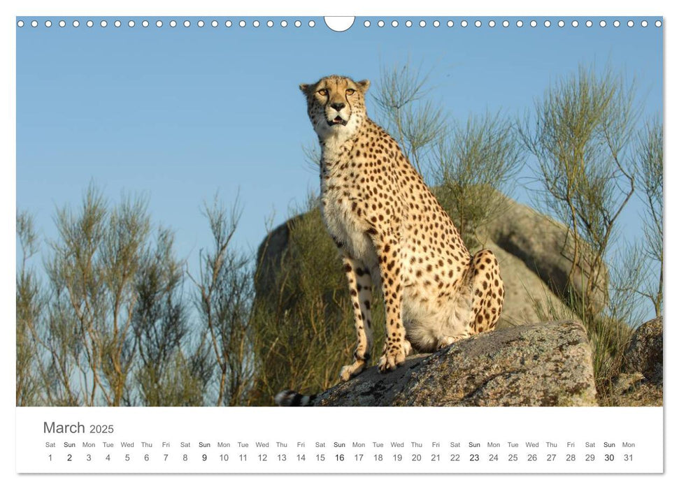 Cheetahs fascinating big cats (CALVENDO Monthly Calendar 2025)