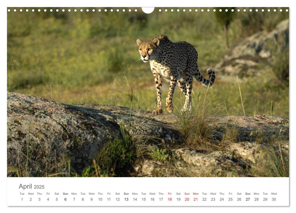 Cheetahs fascinating big cats (CALVENDO Monthly Calendar 2025)