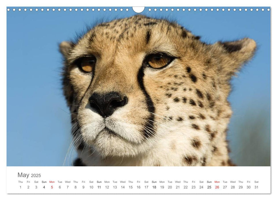 Cheetahs fascinating big cats (CALVENDO Monthly Calendar 2025)