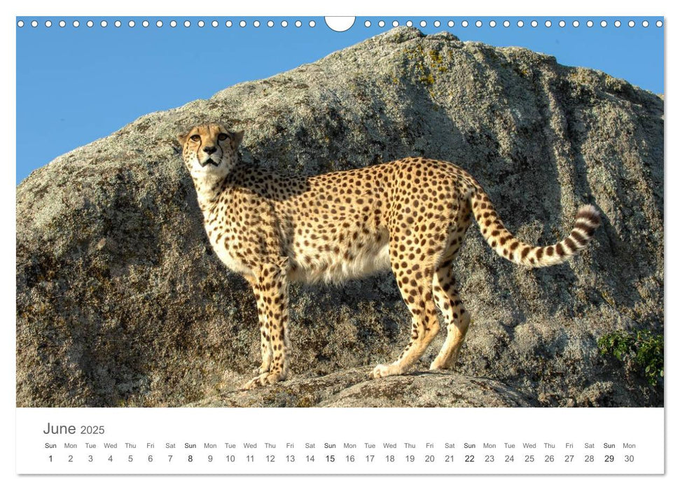 Cheetahs fascinating big cats (CALVENDO Monthly Calendar 2025)