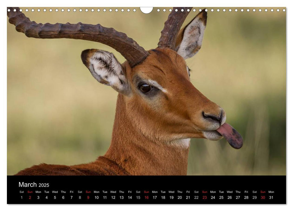 Kenyan Wildlife (CALVENDO Monthly Calendar 2025)