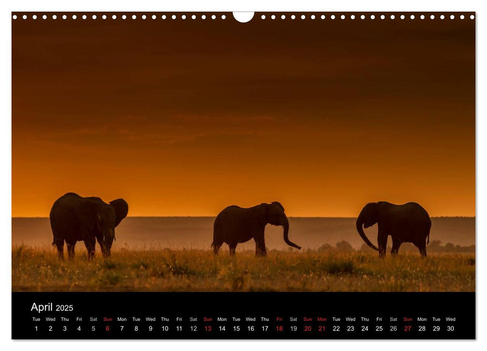 Kenyan Wildlife (CALVENDO Monthly Calendar 2025)