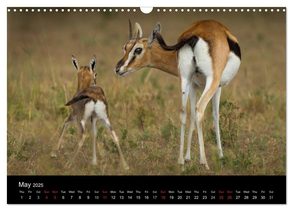 Kenyan Wildlife (CALVENDO Monthly Calendar 2025)