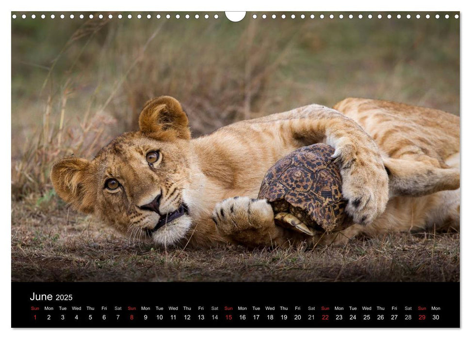 Kenyan Wildlife (CALVENDO Monthly Calendar 2025)