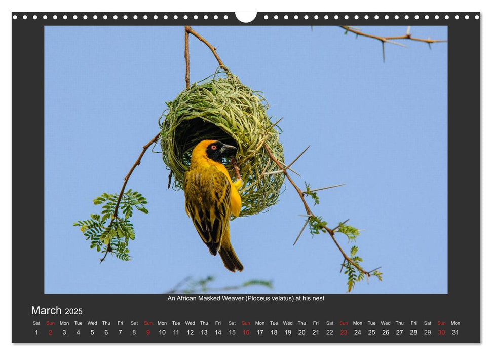 Namibia's Nature (CALVENDO Monthly Calendar 2025)