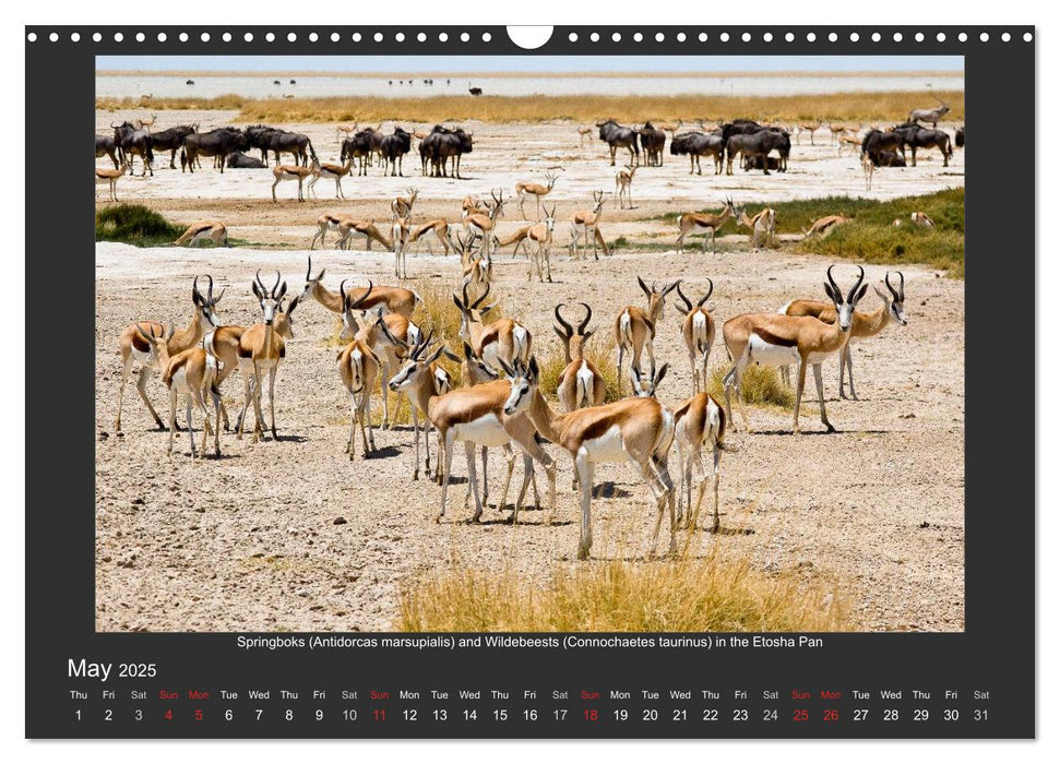 Namibia's Nature (CALVENDO Monthly Calendar 2025)