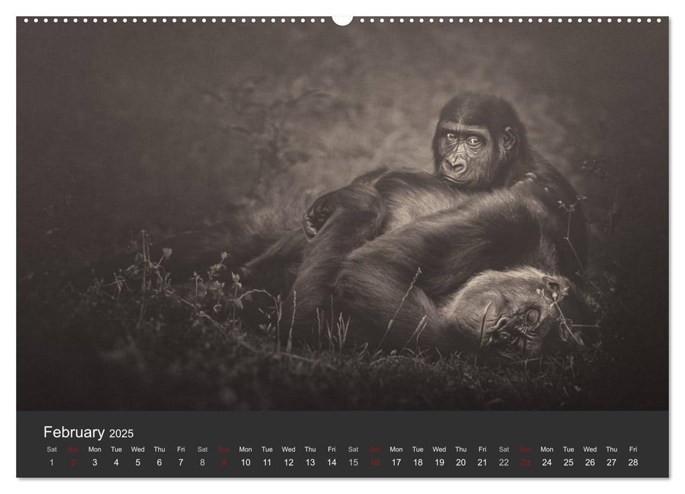 African Souls African animals with soul (CALVENDO Premium-Calendar 2025)