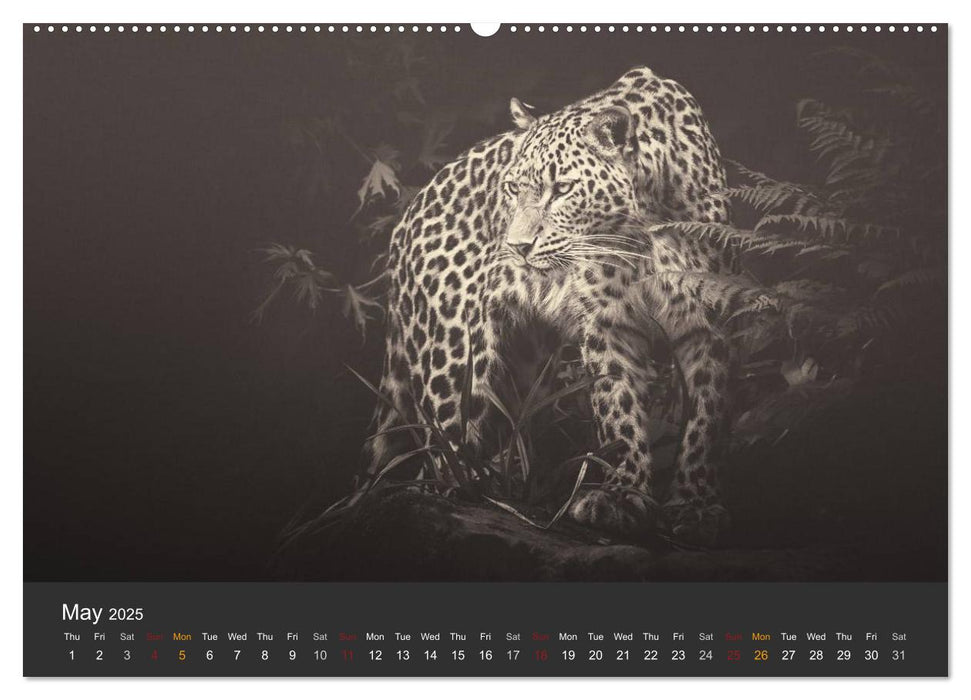 African Souls African animals with soul (CALVENDO Premium-Calendar 2025)