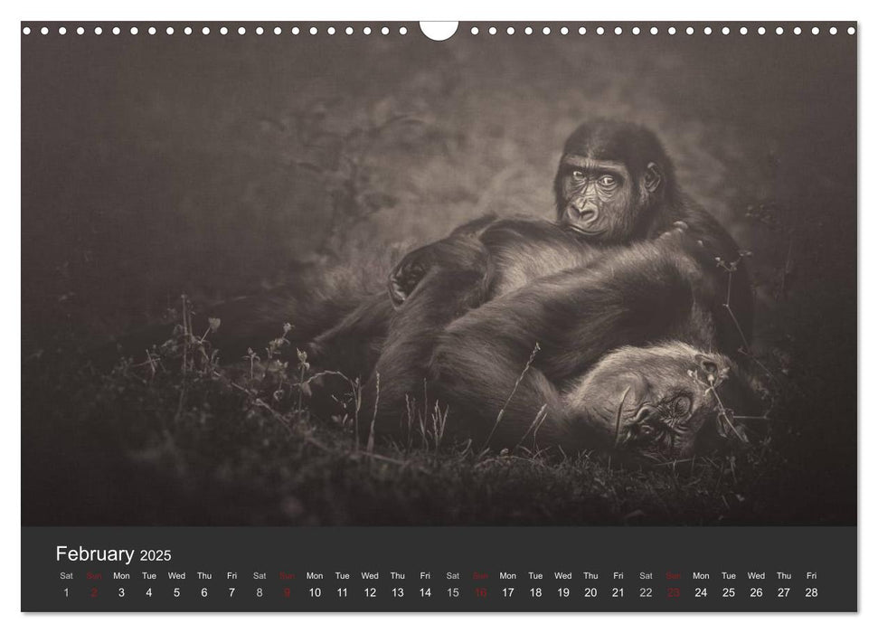 African Souls African animals with soul (CALVENDO Monthly Calendar 2025)