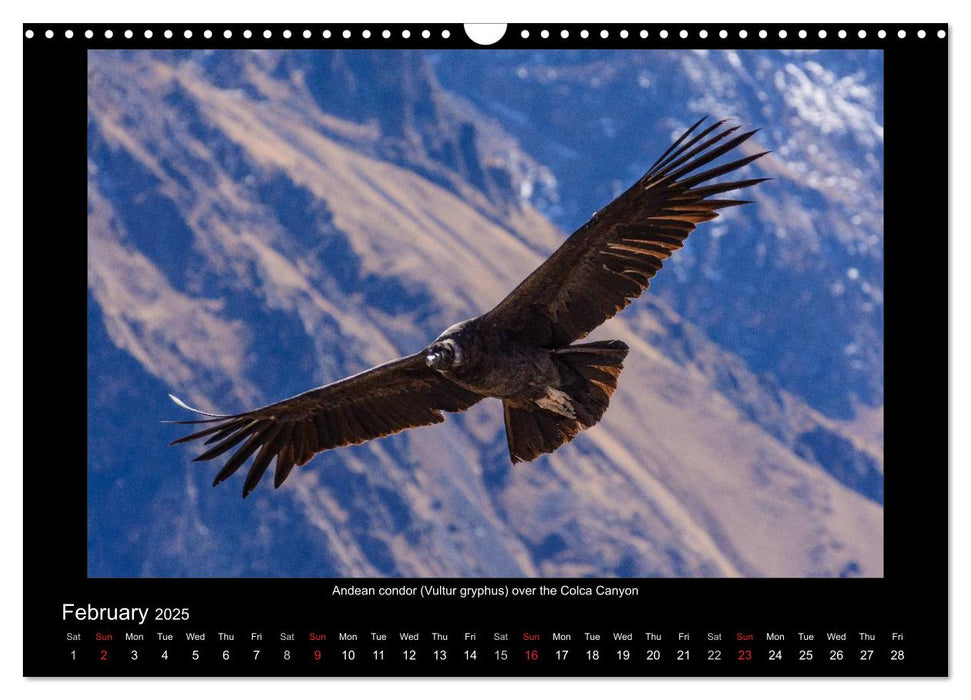 Exotic Peru (CALVENDO Monthly Calendar 2025)