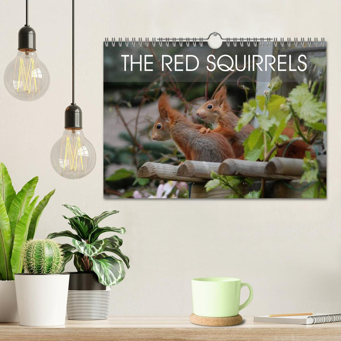 The red squirrels (CALVENDO Monthly Calendar 2025)