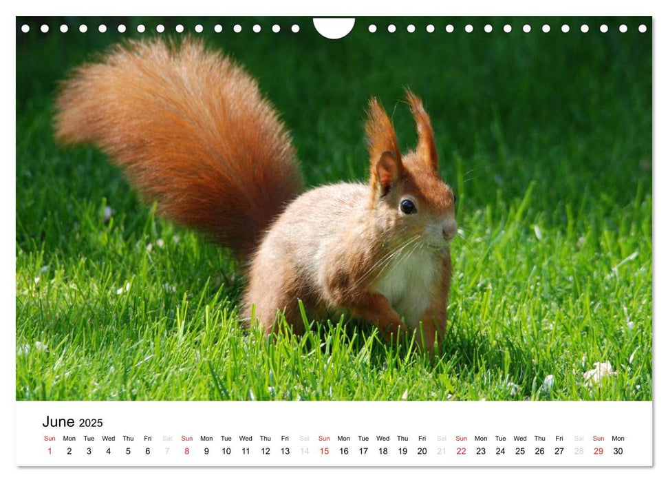 The red squirrels (CALVENDO Monthly Calendar 2025)