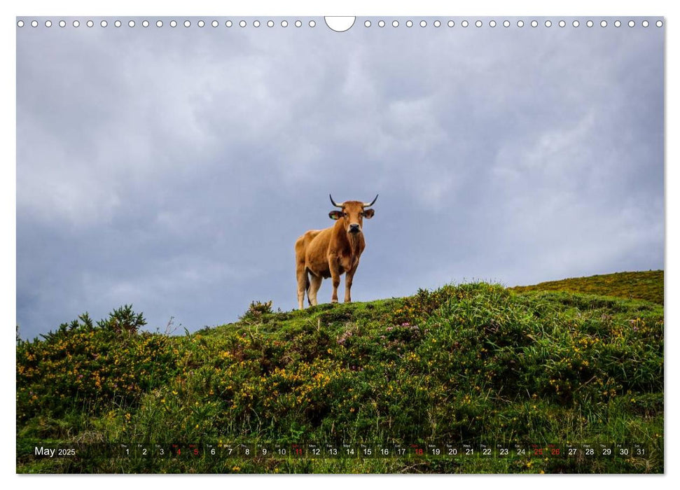 Picos de Europa - In and around the national park (CALVENDO Monthly Calendar 2025)