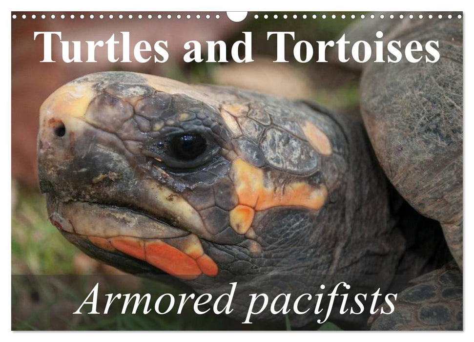 Turtles and Tortoises - Armored pacifists (CALVENDO Monthly Calendar 2025)