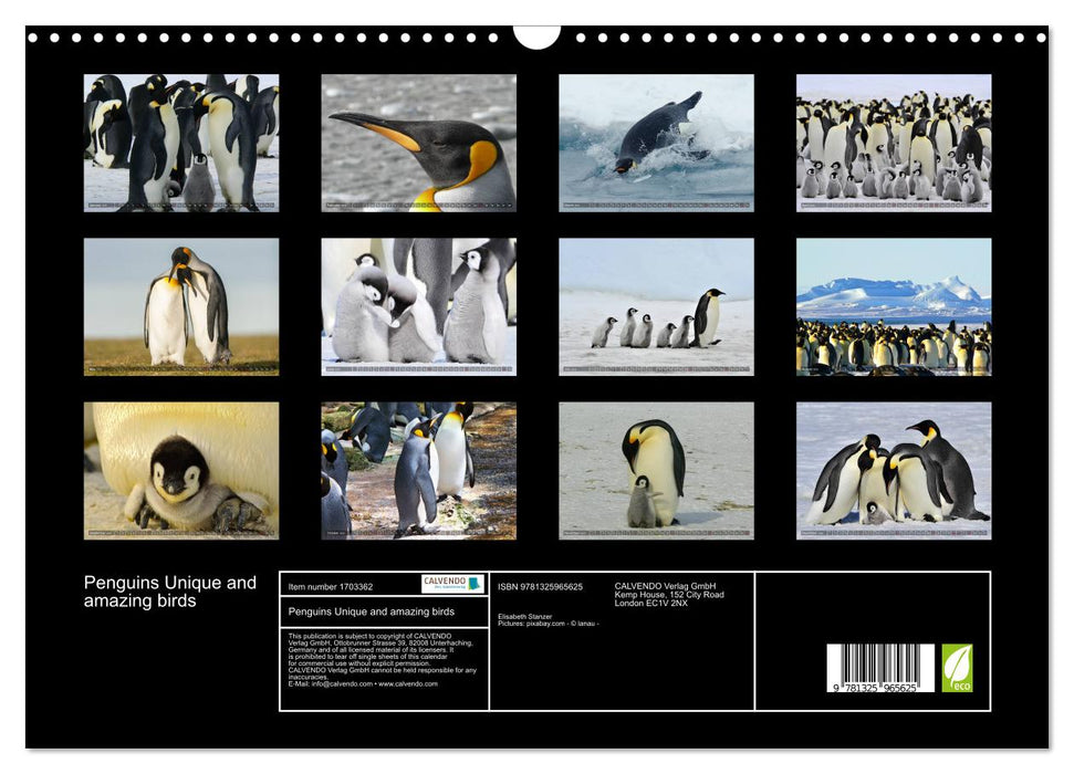 Penguins Unique and amazing birds (CALVENDO Monthly Calendar 2025)