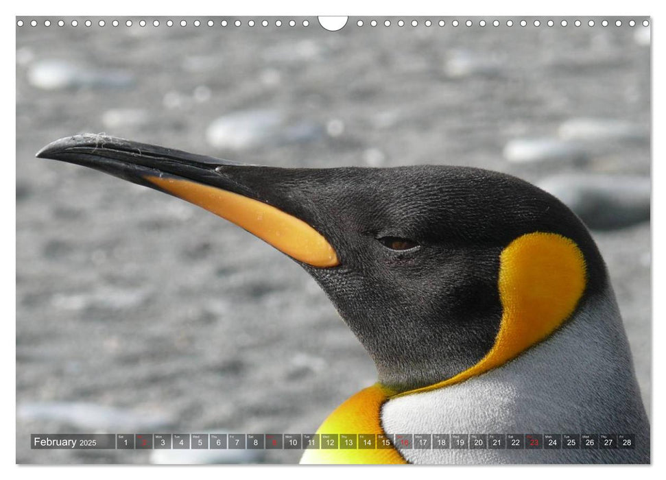 Penguins Unique and amazing birds (CALVENDO Monthly Calendar 2025)