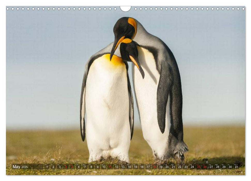 Penguins Unique and amazing birds (CALVENDO Monthly Calendar 2025)