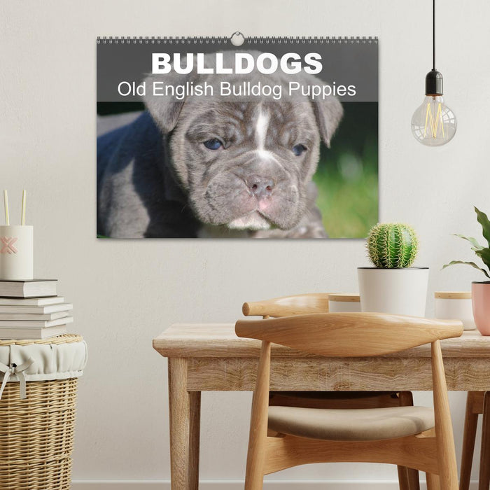 Bulldogs - Old English Bulldog Puppies (CALVENDO Monthly Calendar 2025)