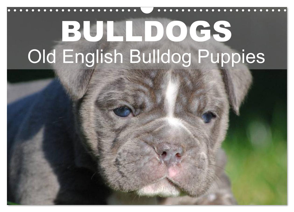 Bulldogs - Old English Bulldog Puppies (CALVENDO Monthly Calendar 2025)