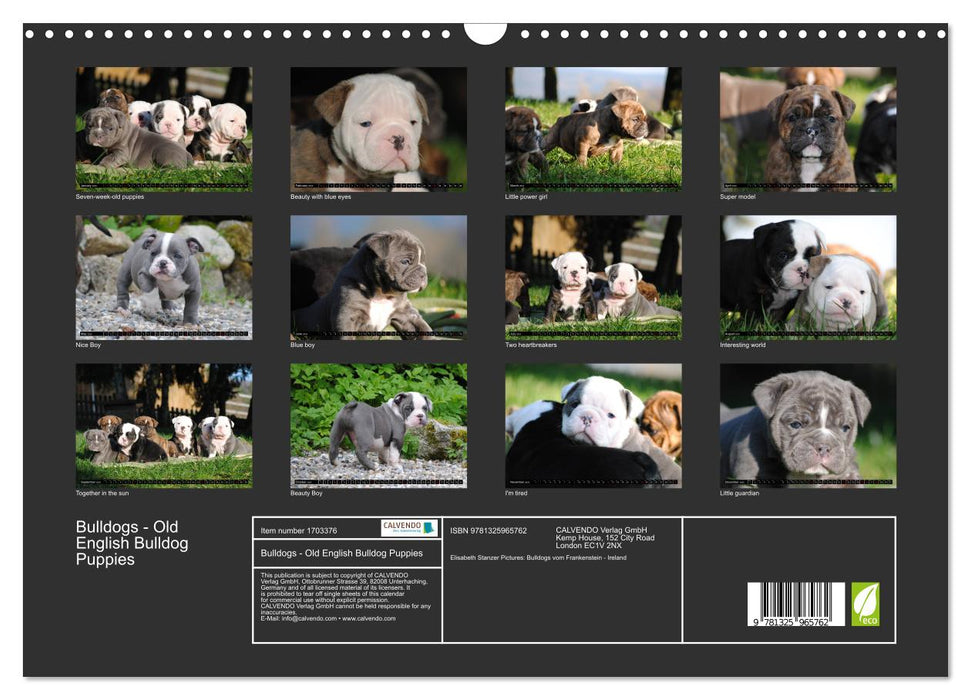 Bulldogs - Old English Bulldog Puppies (CALVENDO Monthly Calendar 2025)