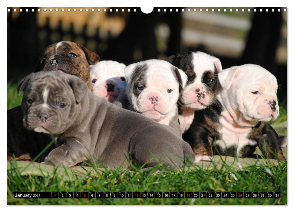 Bulldogs - Old English Bulldog Puppies (CALVENDO Monthly Calendar 2025)