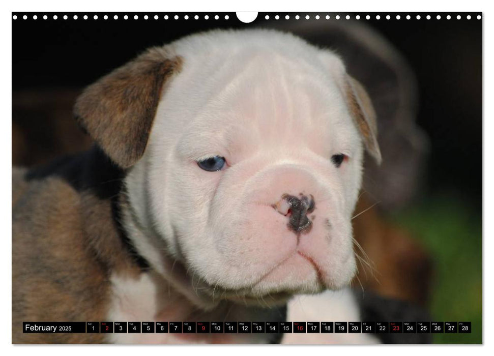 Bulldogs - Old English Bulldog Puppies (CALVENDO Monthly Calendar 2025)