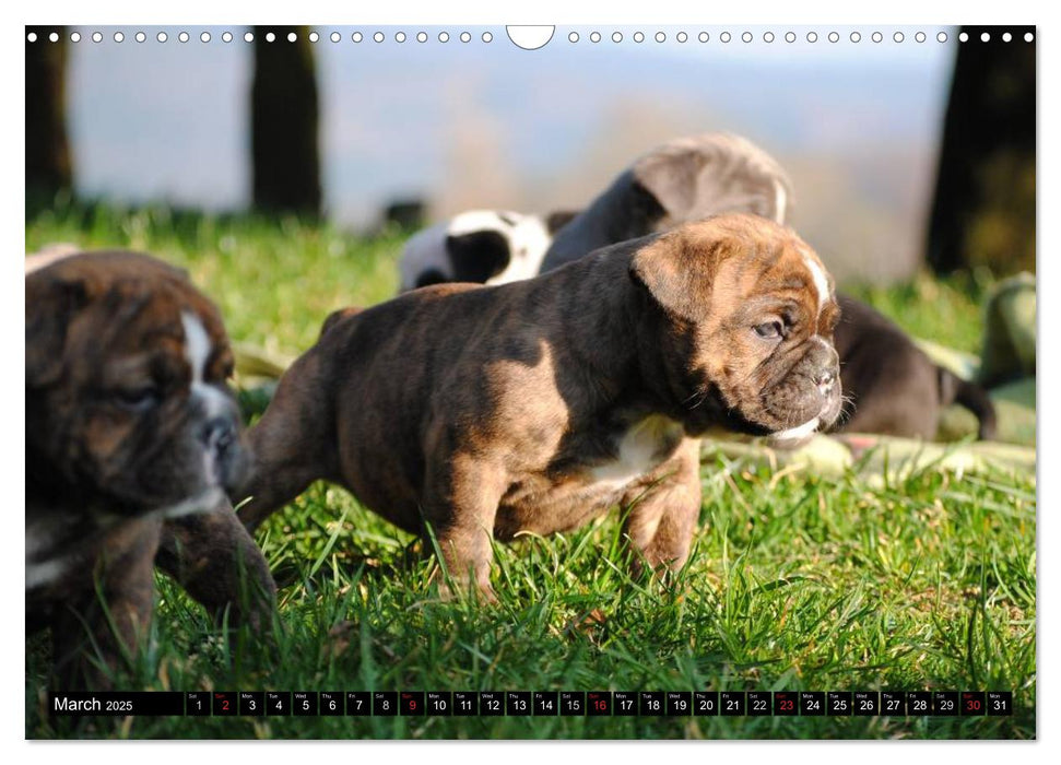 Bulldogs - Old English Bulldog Puppies (CALVENDO Monthly Calendar 2025)