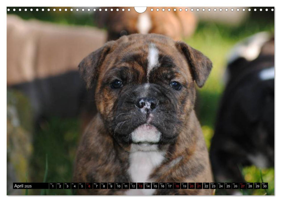 Bulldogs - Old English Bulldog Puppies (CALVENDO Monthly Calendar 2025)