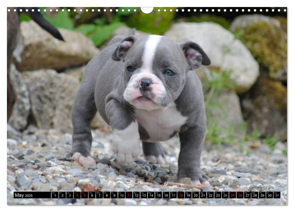 Bulldogs - Old English Bulldog Puppies (CALVENDO Monthly Calendar 2025)