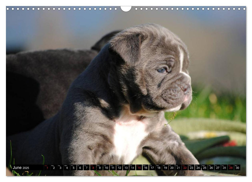 Bulldogs - Old English Bulldog Puppies (CALVENDO Monthly Calendar 2025)