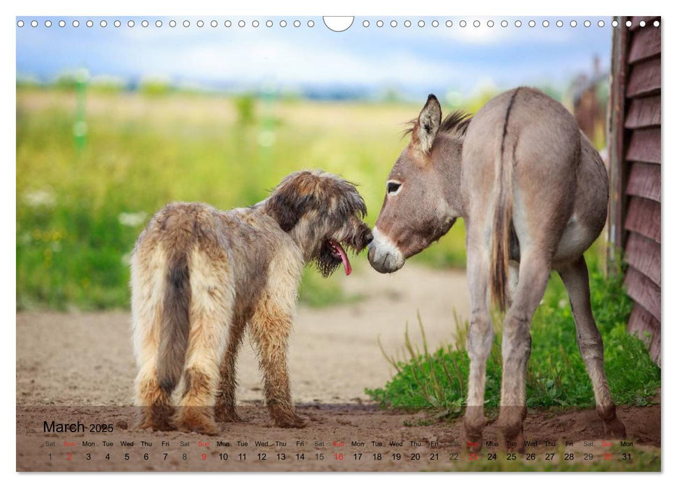 Little Donkey with Friends (CALVENDO Monthly Calendar 2025)