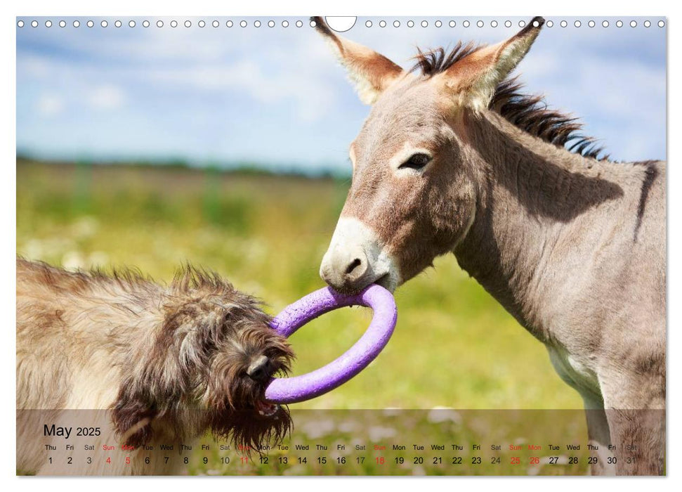 Little Donkey with Friends (CALVENDO Monthly Calendar 2025)