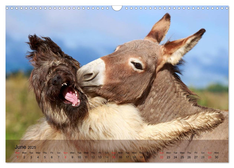 Little Donkey with Friends (CALVENDO Monthly Calendar 2025)