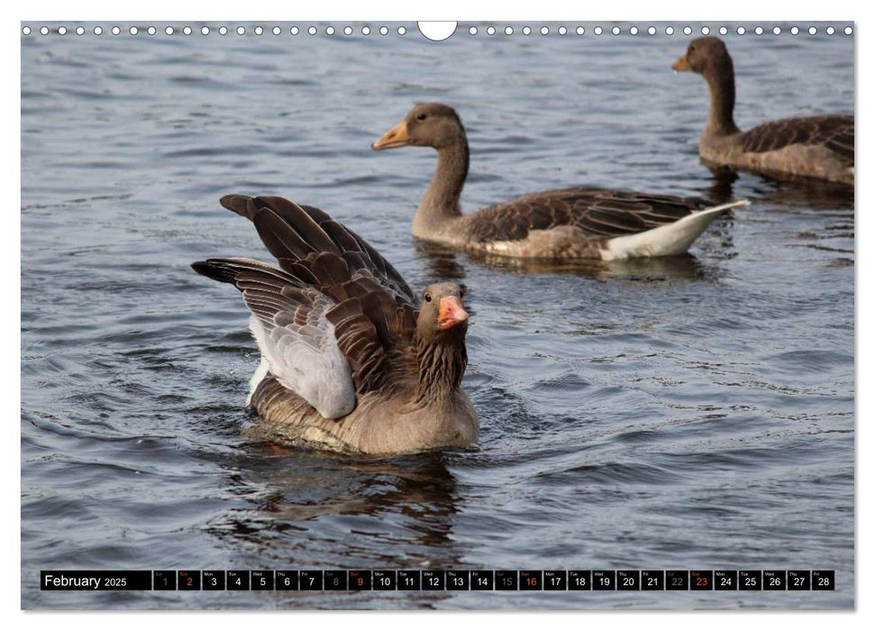 Lovely Water Birds (CALVENDO Monthly Calendar 2025)